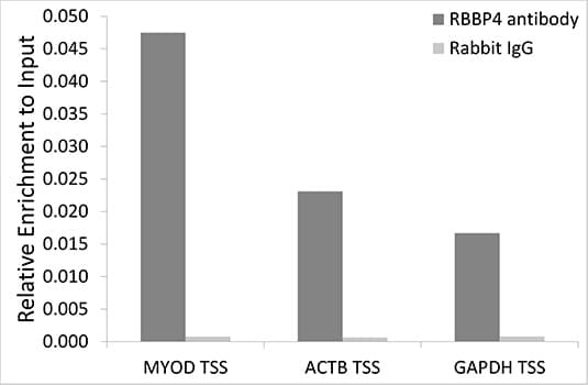 Polyclonal Rabbit anti-Human RBBP4 / RBAP48 Antibody (IF, WB)
