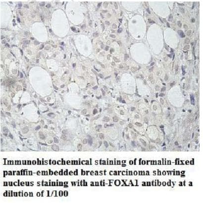 FOXA1 Antibody (C-Terminus)