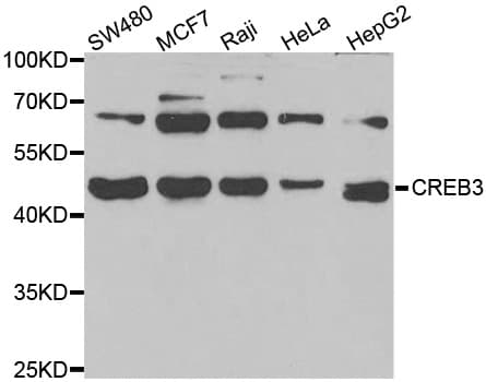 CREB3 / LZIP Antibody