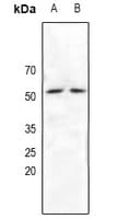 NRF1 / NRF-1 Antibody