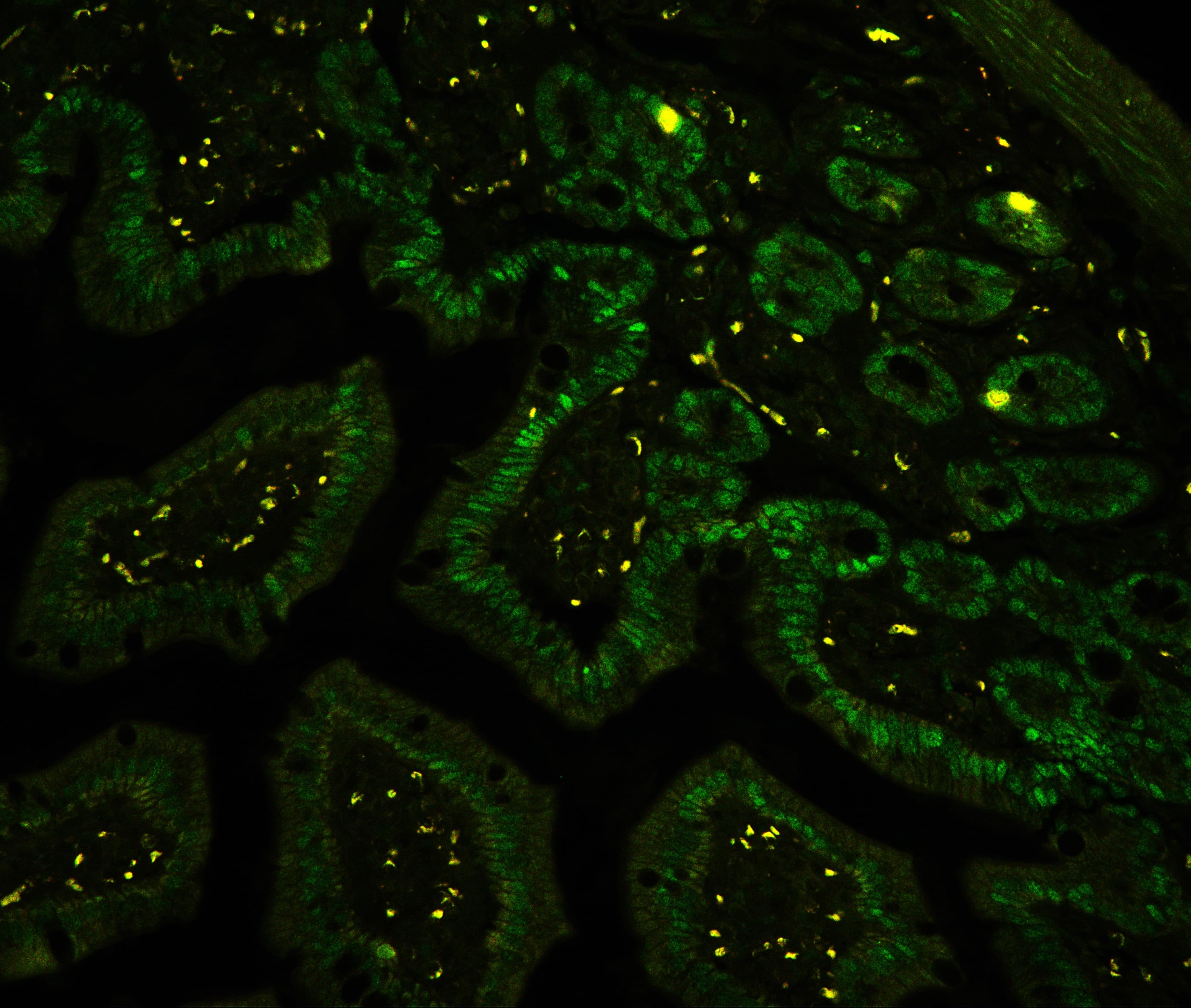 CTBP2 Antibody (aa321-445)