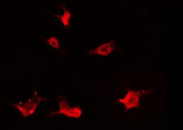 Polyclonal Rabbit anti-Human MOS Antibody (IF, WB)