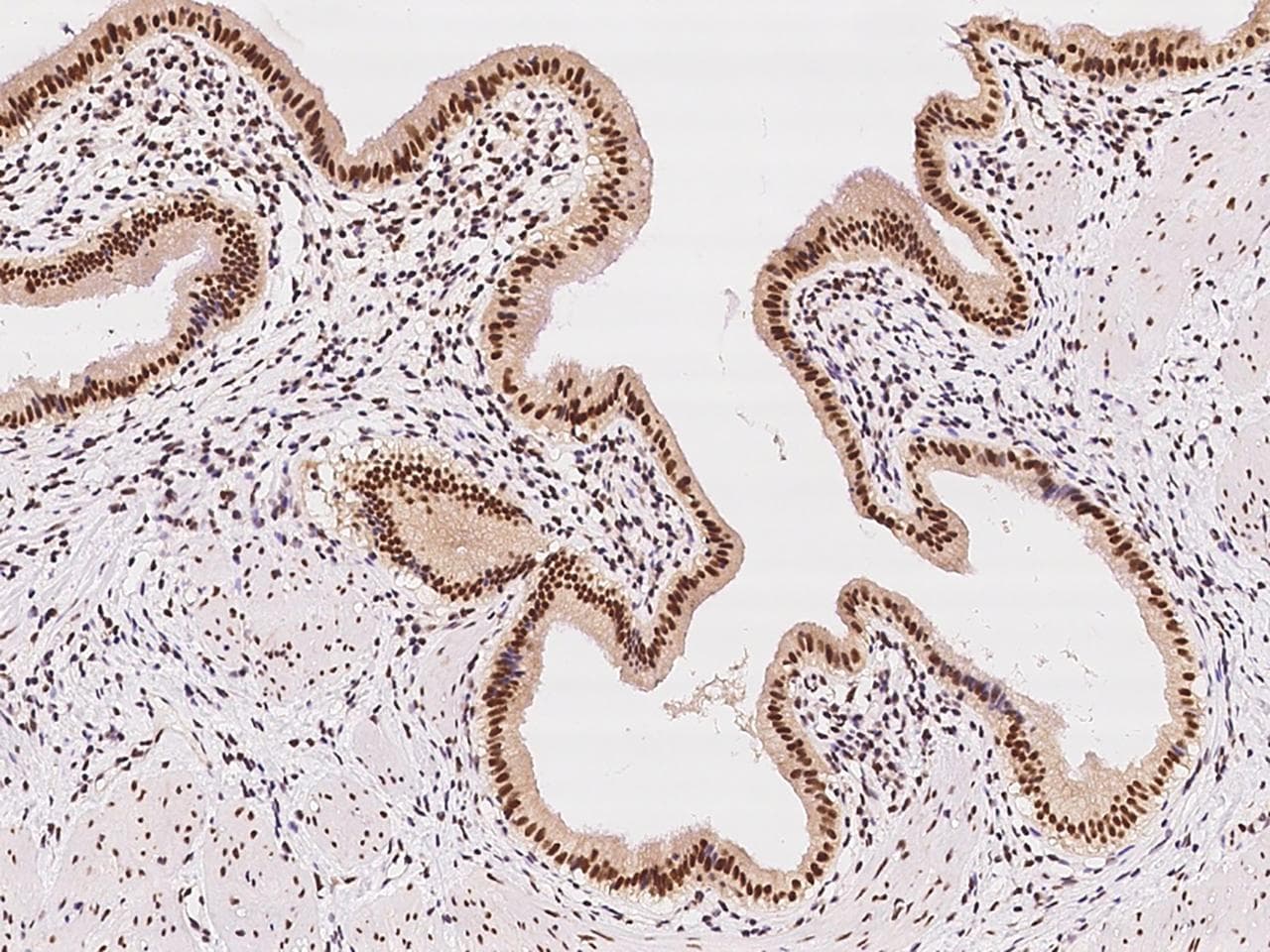 CDK7 Antibody