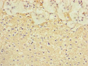 Polyclonal Rabbit anti-Human TSPAN14 Antibody