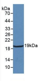IL18 Antibody (aa37-194)