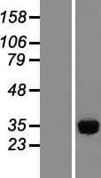 IMPA1 / IMP Protein (Over-Expression Lysate Myc-DDK (Flag))