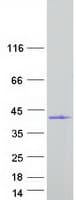 Human PLCXD3 Protein (Recombinant Myc-DDK (Flag))
