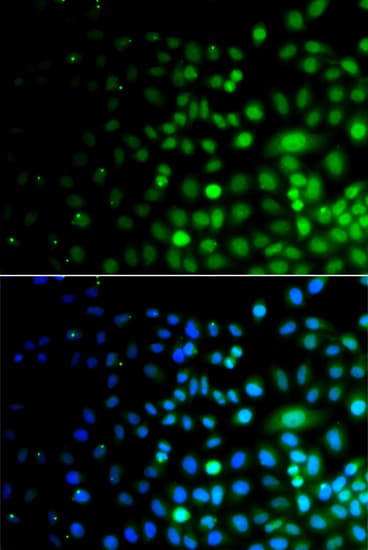 UBE1L2 / UBE1L2 Antibody