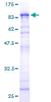Human TRIM55 / MURF2 Protein (Recombinant GST)