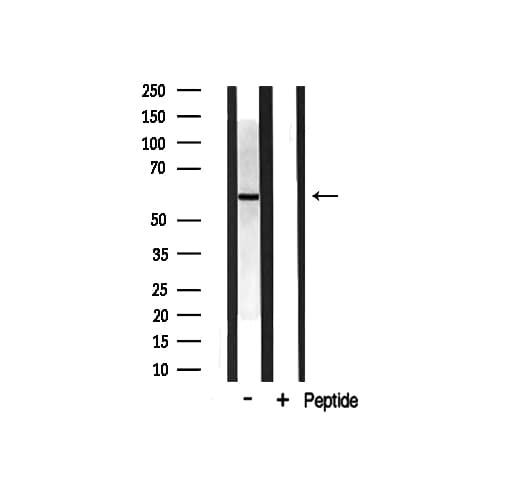 DOK3 Antibody