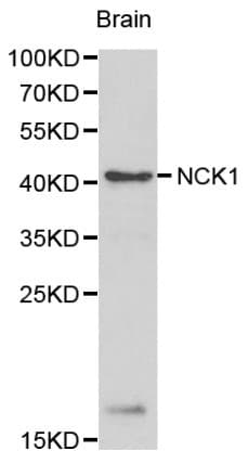 NCK1 / NCK Antibody