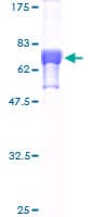 Human FNTB Protein (Recombinant GST)