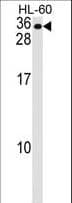 MS4A7 Antibody (aa137-164)