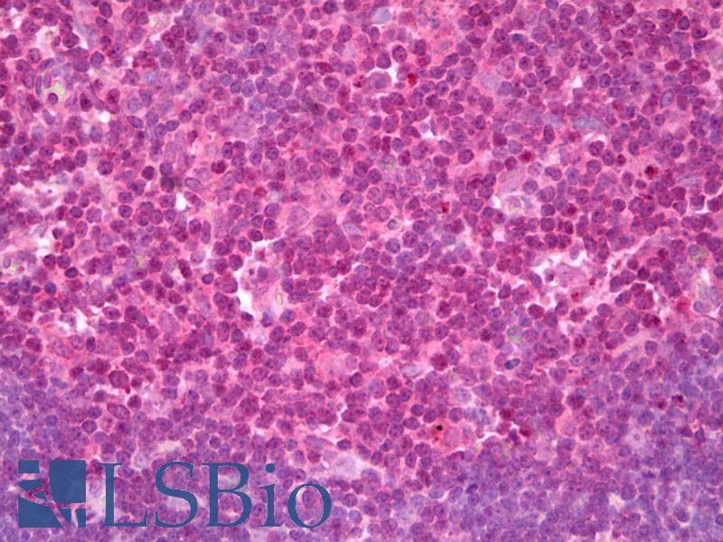 IHC-plus™ VAMP3 / VAMP-3 Antibody (N-Terminus)