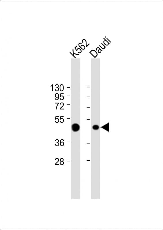 Monoclonal Mouse anti-Human CCR7 Antibody (clone 1987CT875.52.22, N-Terminus, WB)