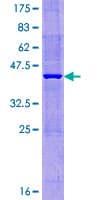 Human MTHFD2L Protein (Recombinant GST)