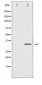 IGFBP3 Antibody