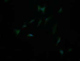 DIXDC1 Antibody (clone OTI1B3)