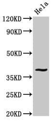 DUSP1 / MKP1 Antibody