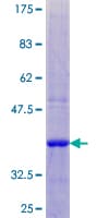 Human SCA2 / LY6E Protein (Recombinant GST)