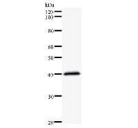 Monoclonal Mouse anti-Human NFE2L2 / NRF2 Antibody (clone 437C2a, WB)