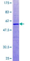 Human BAP29 / BCAP29 Protein (Recombinant GST)