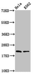 HIST1H1E Antibody