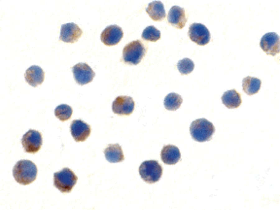 IHC-plus™ TLR6 Antibody