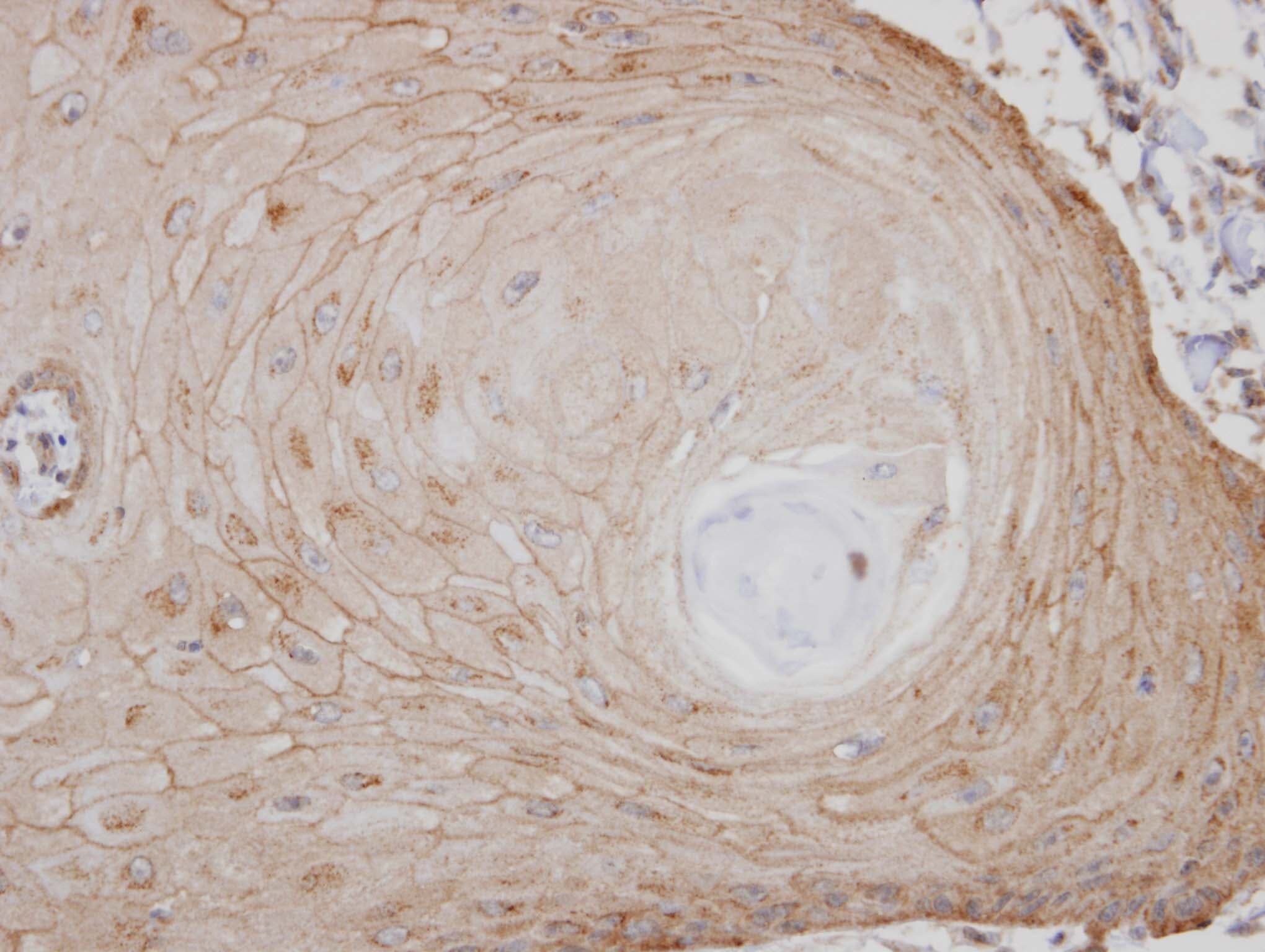 GPR137B Antibody (aa335-399)