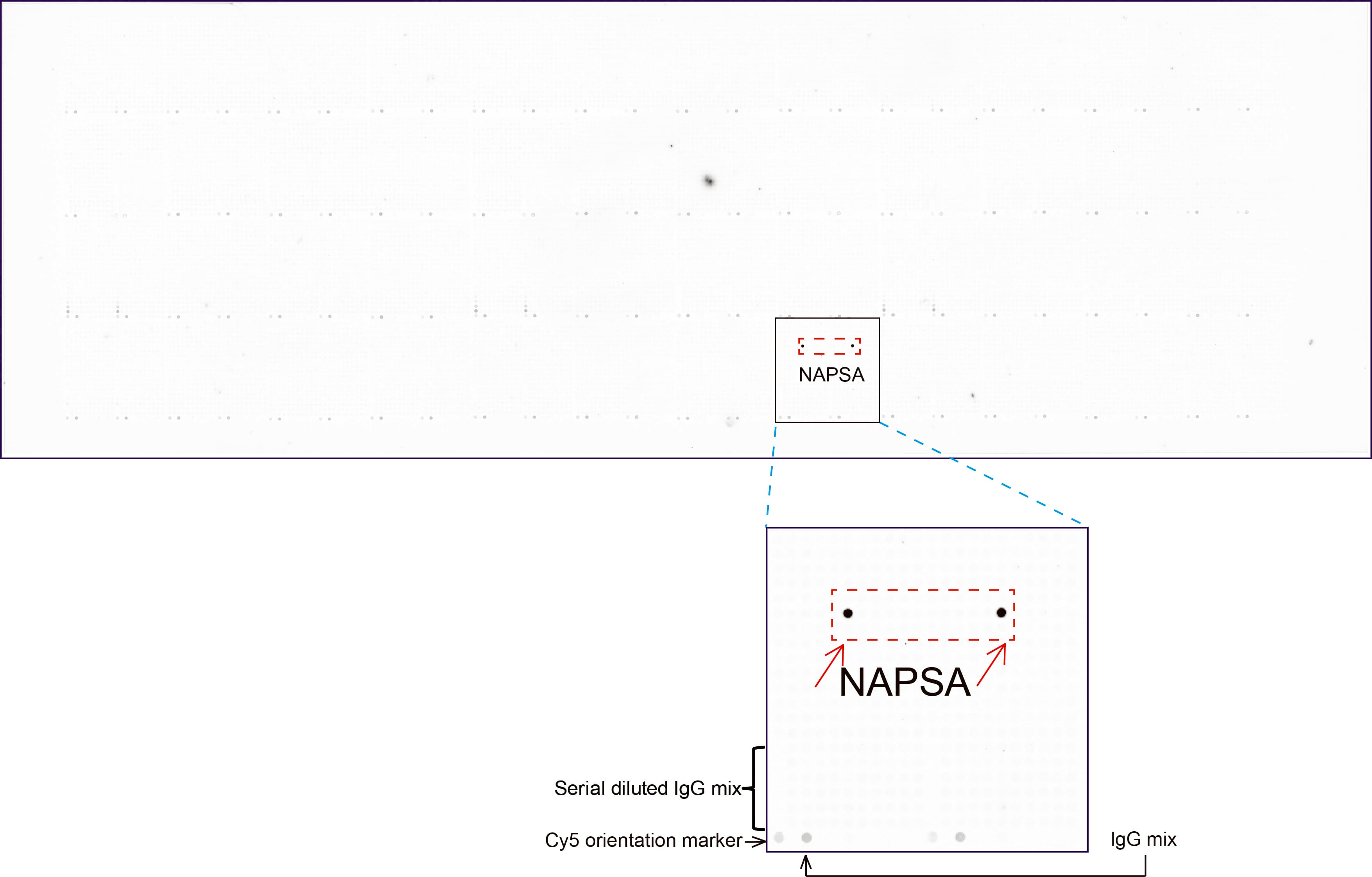 NAPSA / NAPA / Napsin A Antibody (aa64-244, clone UMAB213)
