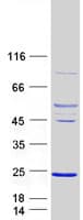 Human ARL5A / ARL5 Protein (Recombinant Myc-DDK (Flag))