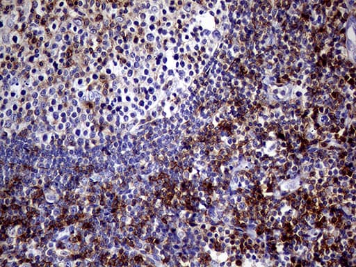SEMA4D / Semaphorin 4D / CD100 Antibody (clone OTI8E6, Carrier-free)