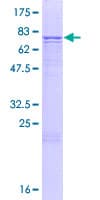 Human LILRA4 / ILT7 Protein (Recombinant GST)