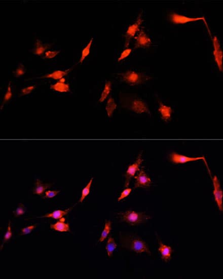 NRF1 / NRF-1 Antibody