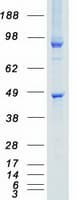 Human STK26 / MST4 Protein (Recombinant Myc-DDK (Flag))