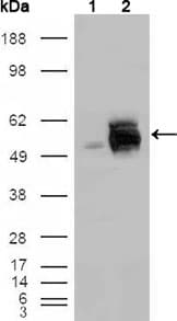 IHC-plus™ FRK Antibody (clone 1A8H2C12)