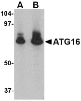 IHC-plus™ ATG16L1 / ATG16L Antibody