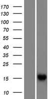 RIPPLY1 Protein (Over-Expression Lysate Myc-DDK (Flag))