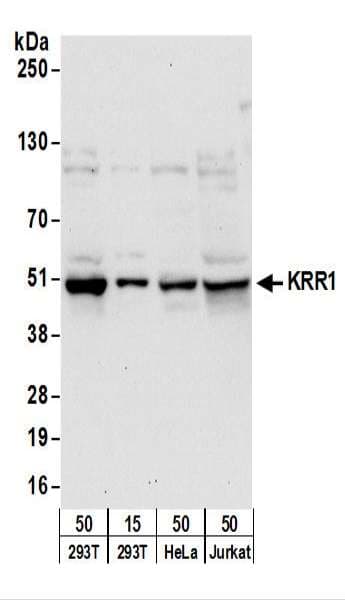 KRR1 Antibody (aa300-350)