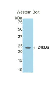 CCDC80 Antibody (aa81-258)