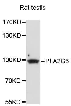 PLA2G6 / IPLA2 Antibody