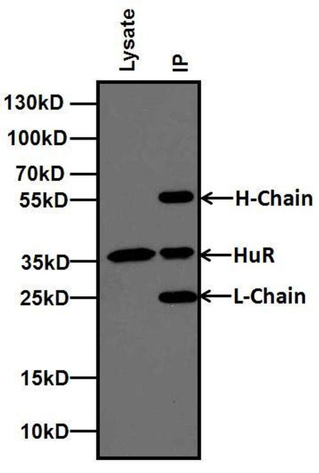 Goat Anti-Mouse IgG Secondary Antibody (HRP)
