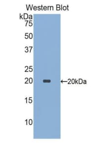 SIGLEC9 Antibody (aa23-142)