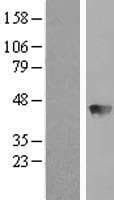 BBOX1 / BBOX Protein (Over-Expression Lysate Myc-DDK (Flag))