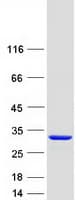 Human C16orf45 Protein (Recombinant Myc-DDK (Flag))