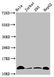 Polyclonal Rabbit anti-Human HIST1H4I Antibody (IF, WB)