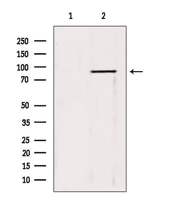 Polyclonal Rabbit anti-Human SPRING / TRIM9 Antibody (IHC, IF, WB)