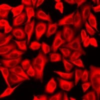 MOG Antibody
