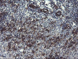PECAM-1 / CD31 Antibody (clone OTI2B5)