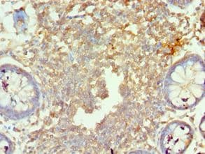 MORF4L1 / MRG15 Antibody (aa1-100)